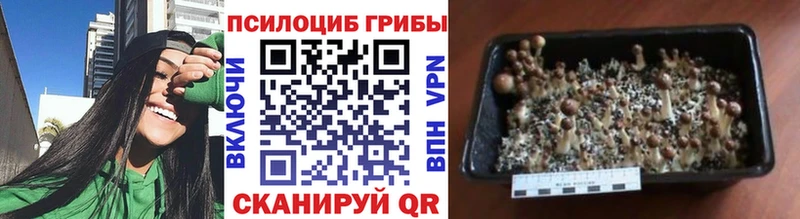 Галлюциногенные грибы Cubensis  Купить  Суворов 